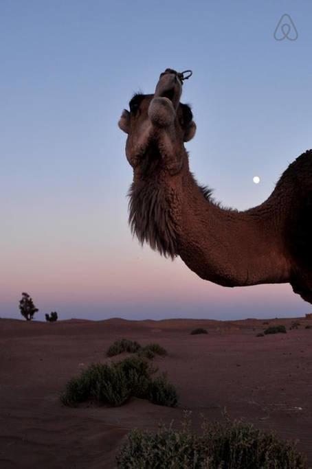 Riad De Reve ザゴラ エクステリア 写真